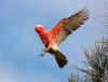 Do birds enjoy flying? Scientists have an answer