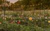 Fox Cottage Farm Offer the Blooms of the Season