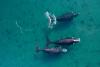 Poop From Southern Right Whales Reveals That the Animals Might Be More Resilient to Climate Change Than We Thought