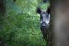 Estonians use drones to protect pig farms from African swine fever