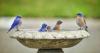 Avoid one gardening task during the summer to keep bird baths safe and cool