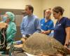 Orlando Health donates endoscopy tools to aid Brevard Zoo sea turtles