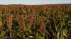 Texas Tech hosting Global Sorghum Conference