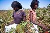 Ethiopia Bets on Cotton-to-Clothing Industrialisation