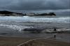Spain investigates mystery deaths of four whales off Murcia coast