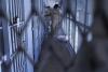 Government Justice More inmates denied early release as more parolees return through crackdown