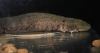 Appalachian researchers want to save this rare giant salamander