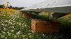 Honeybees moved into a 13-acre Virginia solar farm that no engineer planned for them, and what those uninvited visitors are doing to the crops next door changes the math on clean energy