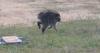 Seattle darling Jimothy the raccoon scampers into hearts across the globe