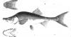 When Arizona’s rivers ran wild with native fish