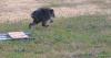Seattle Darling Jimothy The Raccoon Has Scampered Into Hearts Across The Globe