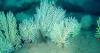 Coral reef presumed dead for 60 years found alive off Africa