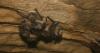 Monitoring the health of NH bats requires a little eavesdropping 