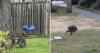 ‘Mutant’ raccoon spotted roaming streets of Seattle becomes internet celebrity