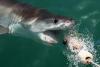 Massive Great White Shark Swimming Towards New York