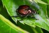 Illinois' June Bugs: Why They're Here In May, June, July, August