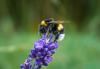 Bees turned into delivery assistants through research at Wellesbourne campus
