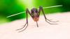 Holiday hotspots where four rare diseases cause joint pains, fever and bleeding gums