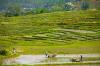 Bhutan’s cultivated area shrinks as food supply faces growing pressure