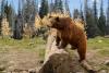 How And When To Use Bear Spray In Wyoming’s Bear Country