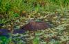 Colombia Prohibits Commercial Capybara Hunting