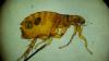 Flea-Borne Typhus in Texas: Cruise Travelers, Pediatric Misdiagnosis, and a New Control Trial