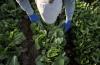 Iceberg lettuce recall in New Hampshire