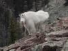 Utah's Mountain Goats, Where They Live And How To Stay Safe