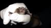 Endangered Indiana bats captured in North Carolina for first time in more than a decade