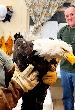 Internet-Famous Bald Eagle Jackie Injured in California