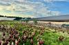 Solar cuts electricity costs for Handsome Brook Farms