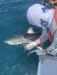 Shark Week: Marine Scientist Available to Discuss Shark Research and How Tagging Turns Them Into Ocean Sensors