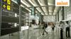 Airline cancellation charges: NCLAT seeks CCI response in consumer appeal