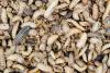 Insect producers see opportunity amid potential fishmeal shortage