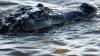 These 6 Alabama waterways are hotspots for alligator sightings