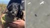 Small dog missing since 4th of July rescued in San Francisco Bay