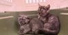 Hong Kong Customs Seizes Three Illegal Live Cats, Arrests Two Passengers at Control Point