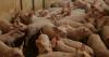 Swine fever kills 28,000 pigs across Serbia