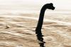 Is There a Monster Lurking in Caddo Lake, Louisiana?