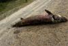 Michigan DNR Investigates What May Be the State’s Oddest Roadkill Ever