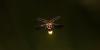 Scientists Were Wrong About Fireflies’s Light. The Impact Could Ripple Across All of Science.
