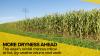 Nebraska crops hold steady, but drought pressure builds ahead of critical rain window