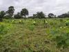 Togo: 34 Eco-Enterprises Selected for FAO-Backed AFR100 Project