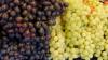 South Africa’s 2025/26 Table Grape Season: Record Harvest, Flat Exports
