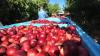 Reedley farmer who gave out thousands of nectarines headed to court for lawsuit