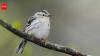 Canadian wildfire smoke linked to fewer sightings of 40 bird species in New York