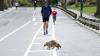 Jimothy the raccoon is taking over the internet