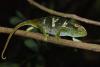 Scientists Discover Four Chameleons Found Nowhere Else on Earth