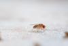 Researchers Reveal a Hidden Biological Clock in Insects