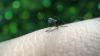 India gets first dengue vaccine. It’s made in Japan